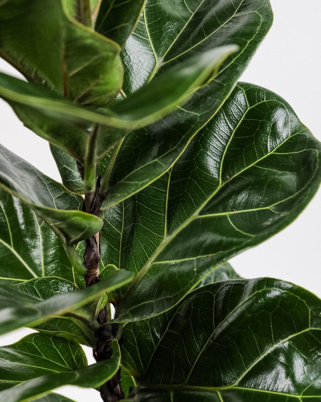 Ficus Bambino Tree Form Multi, Fiddle Leaf Fig Tree