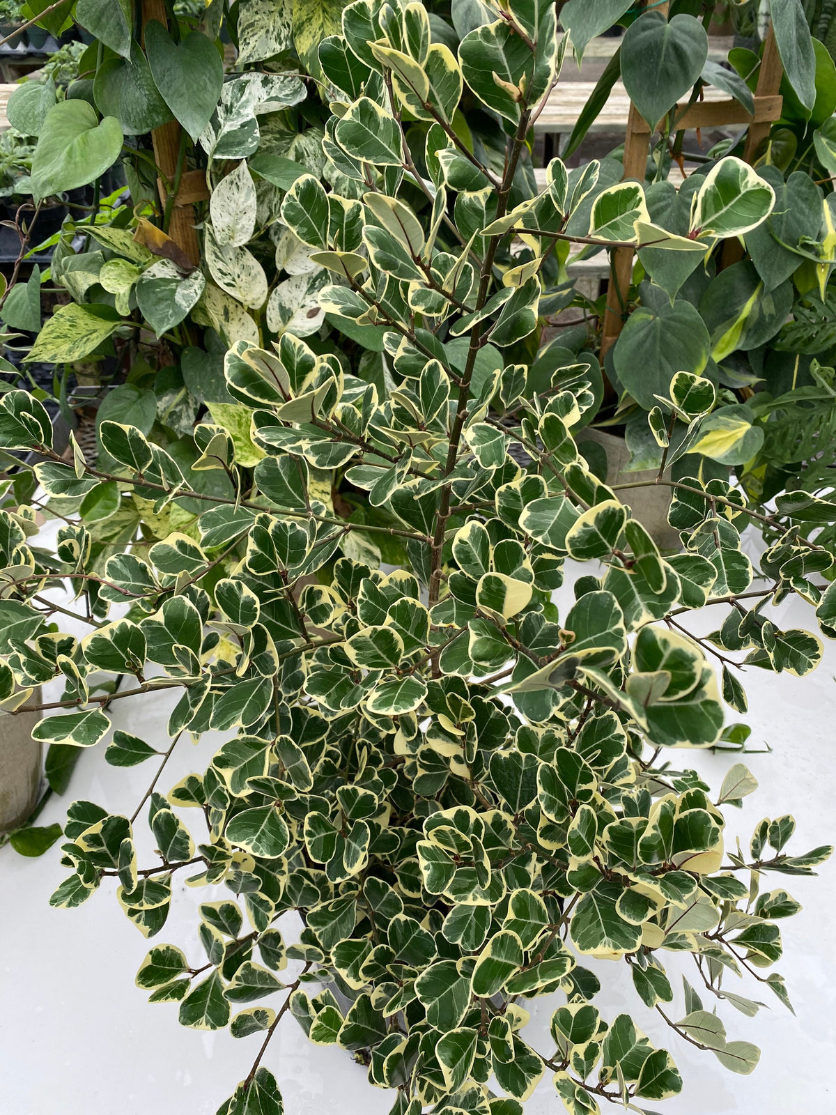 5+ Ficus Triangularis Variegata Buy Ficus Triangularis Variegata | Eureka Farms