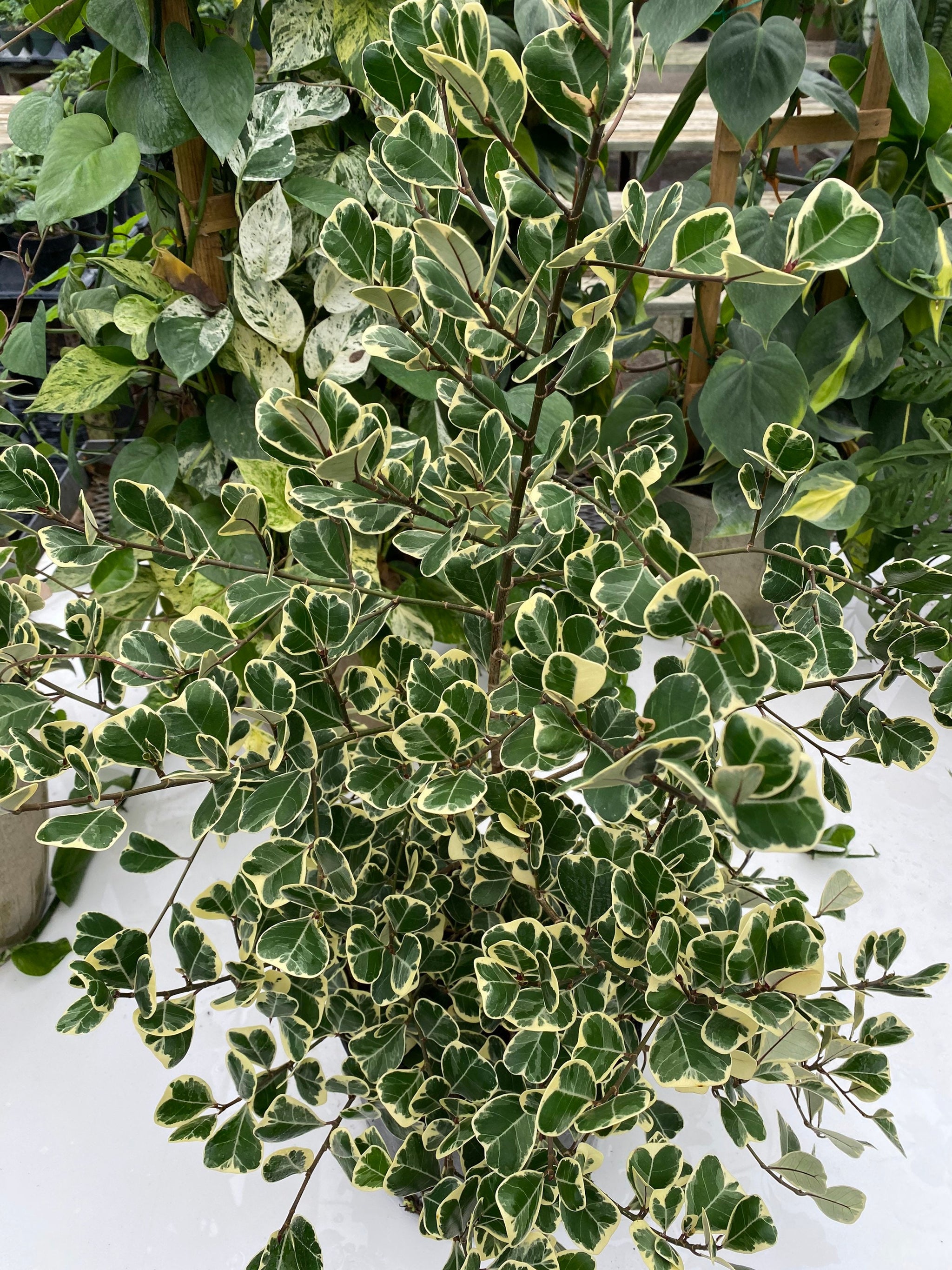 Ficus Triangularis Variegata, Bush Form Live Tropical Plant – Eureka Farms