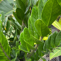 ZZ Plant, Zanzibar Gem Live Tropical Plant
