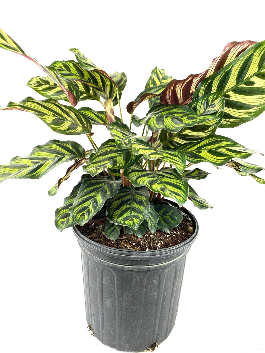 Calathea Makoyana, Prayer Plants