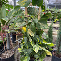 Philodendron Brazil in Trellis, Live Tropical Plant Vine
