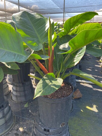 Philodendron Imperial Green