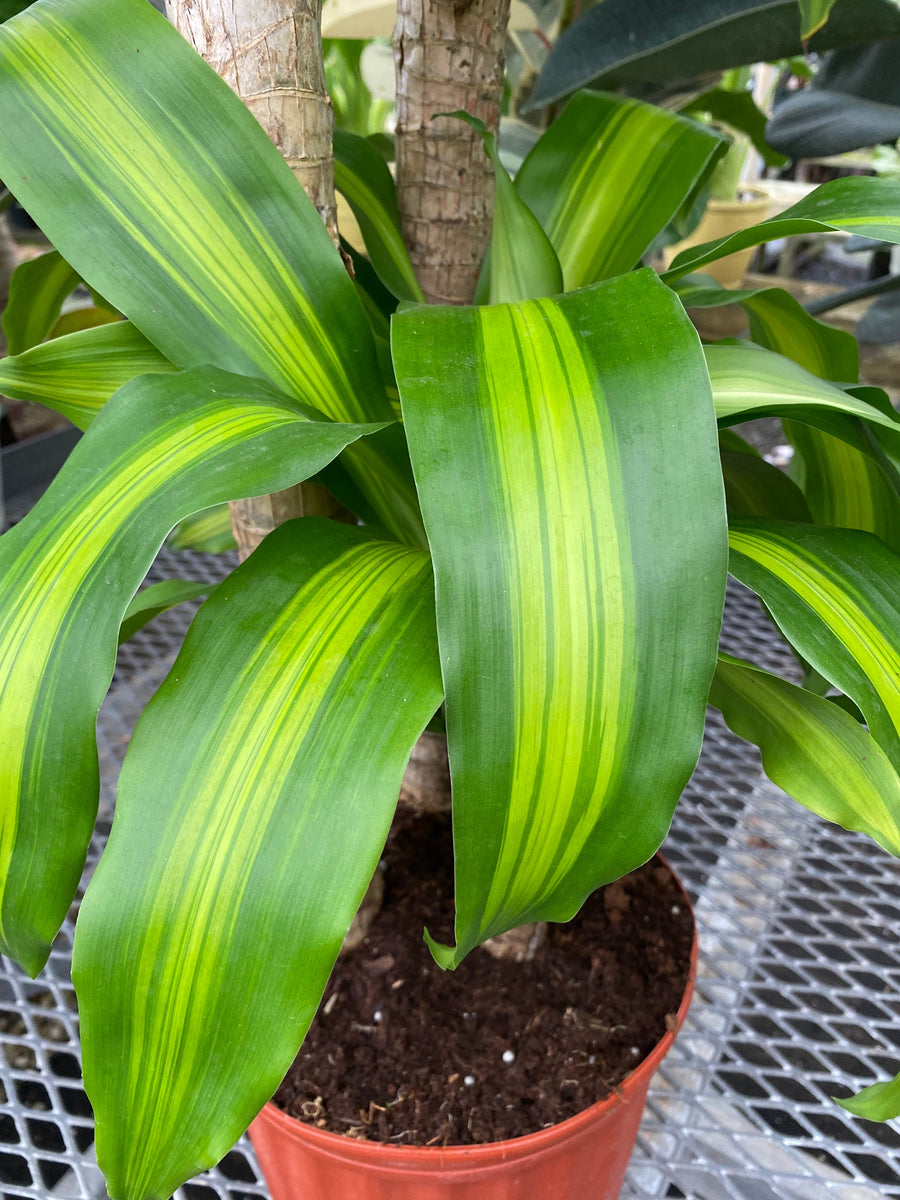Dracaena Mass Cane Corn Plant Massangeana, 3 Stems Staggered