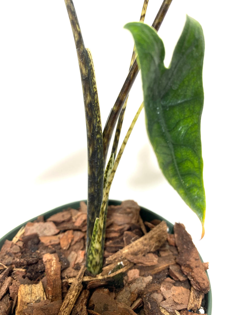Alocasia Zebrina Reticulata, Collector Exotic Live Tropical Plant