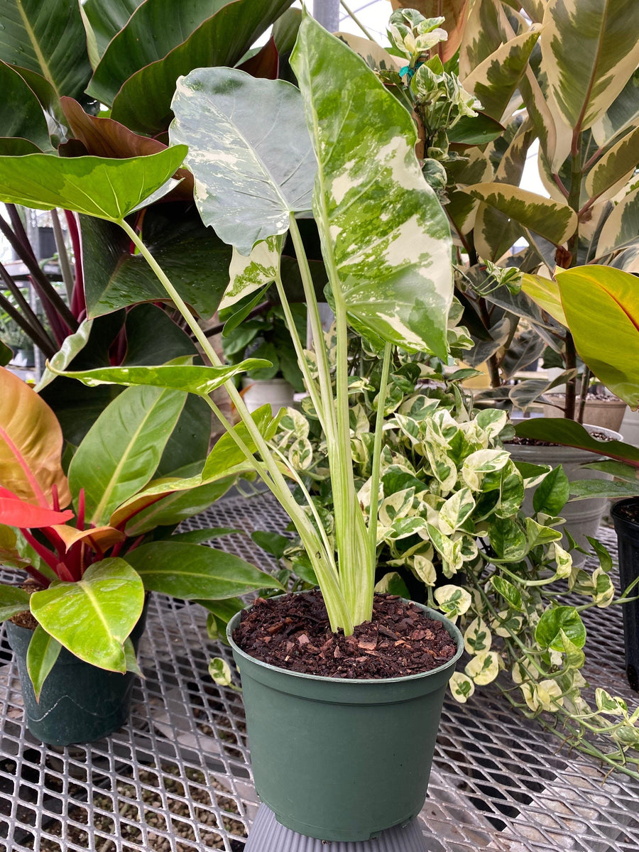 Alocasia Macrorrhiza Variegata, Collectors Rare And Exotic.