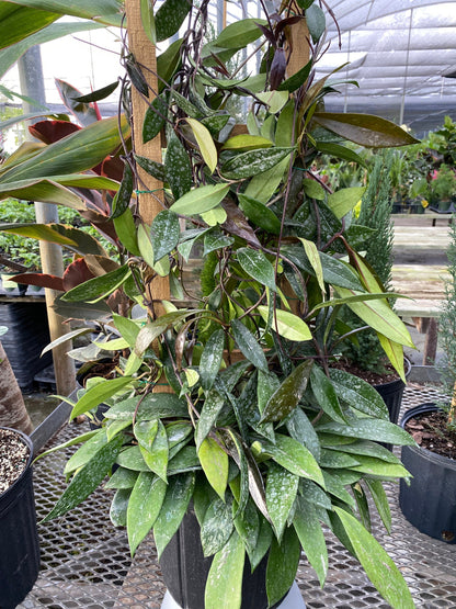Hoya Publicalyx Splash in Trellis, Live Plant Variegated in nursery