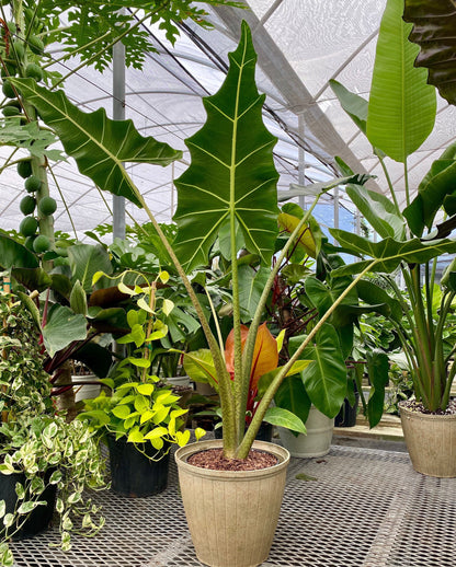 Alocasia Sarian, Live Tropical Plant