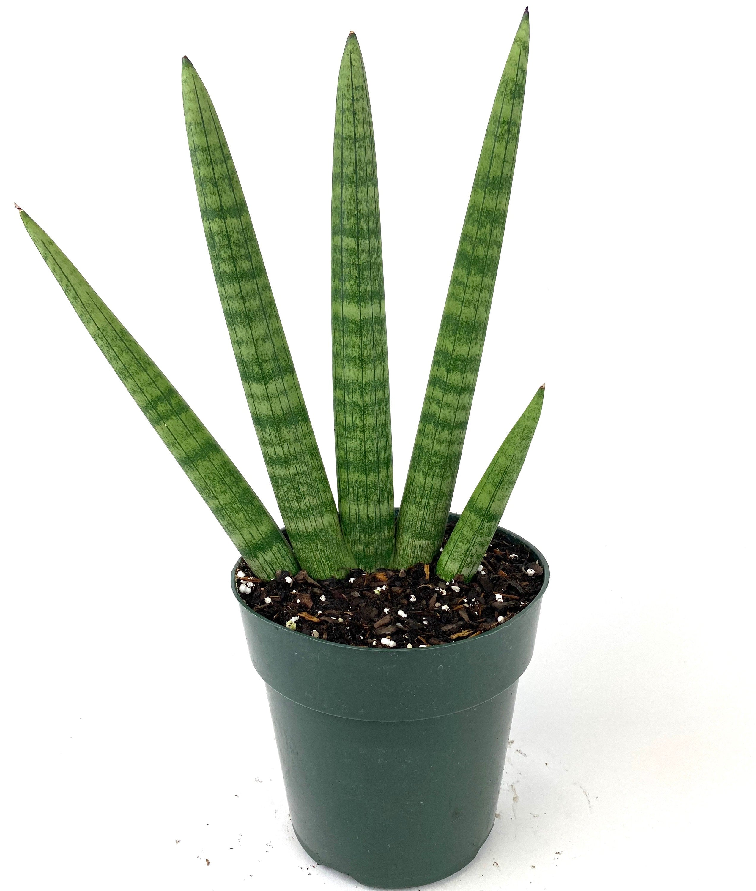 Sansevieria Platinum Starfish high quality (#A256)** | Cylindrica Hybrids | Rare Import