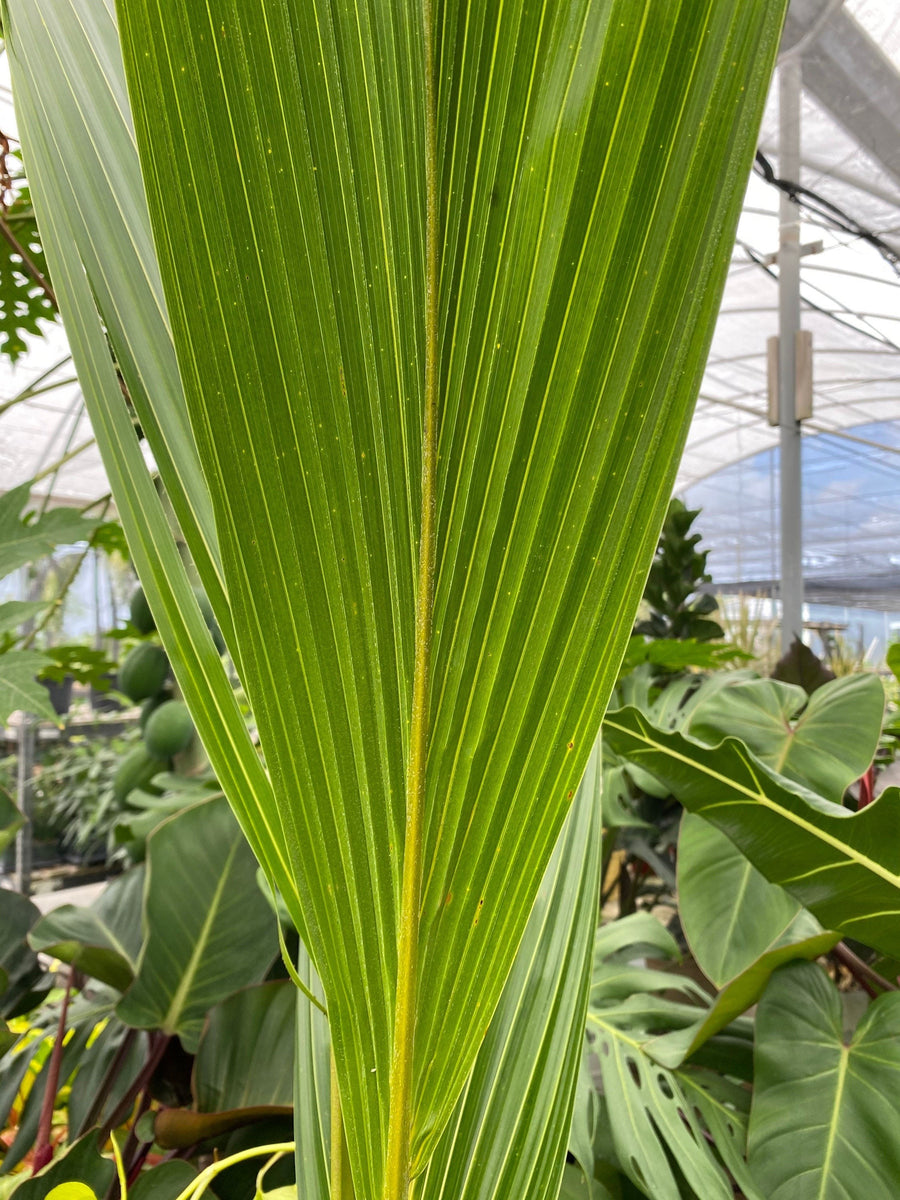 Coconut Palm Tree, Green Malayan Cocos nucifera