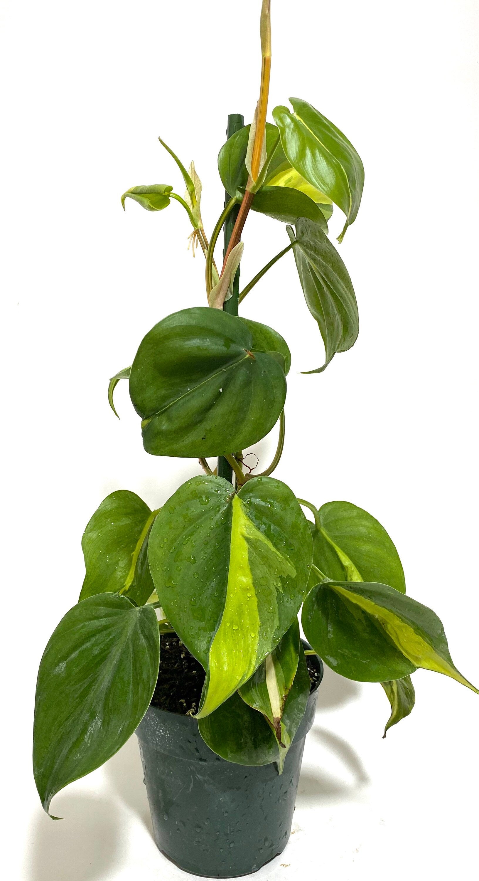 front view of Philodendron Brazil in Trellis, Live Tropical Plant Vine
