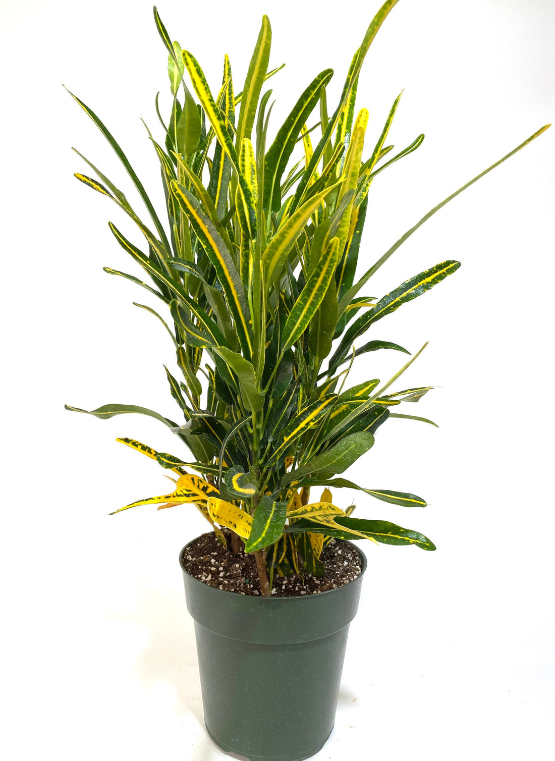 Croton Banana Yellow, Live Tropical Plant indoor or Outdoor