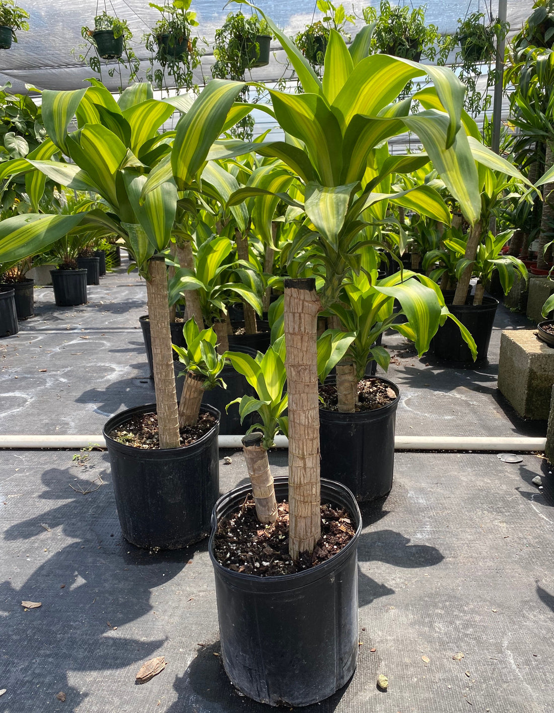multiple Dracaena Mass Cane Corn Plant Massangeana, 2 Stem Staggered in black pot