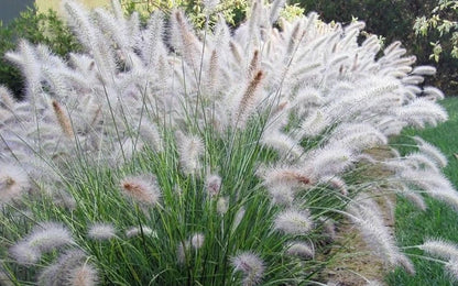 White Fountain Grass