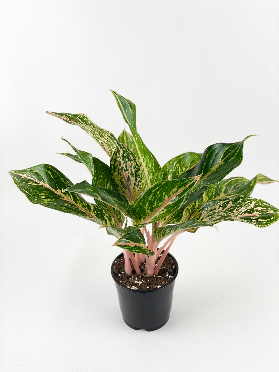 Aglaonema Sparklin Sara, Chinese Evergreen