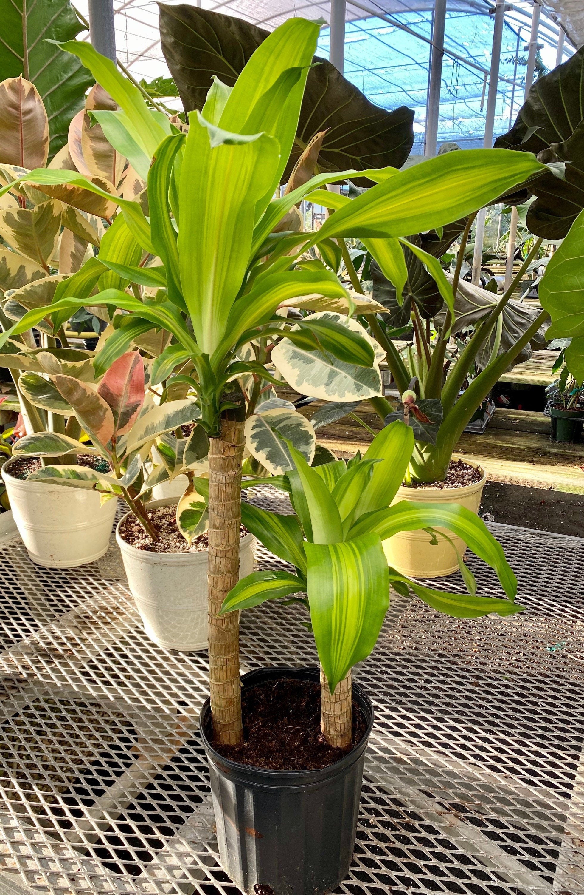 Dracaena Mass Cane Corn Plant Massangeana, 2 Stem Staggered – Eureka Farms