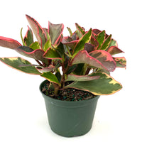 Peperomia Rainbow Ginny, 6in Deco Pot, Live Indoor Plant, 12-14in Overall Height