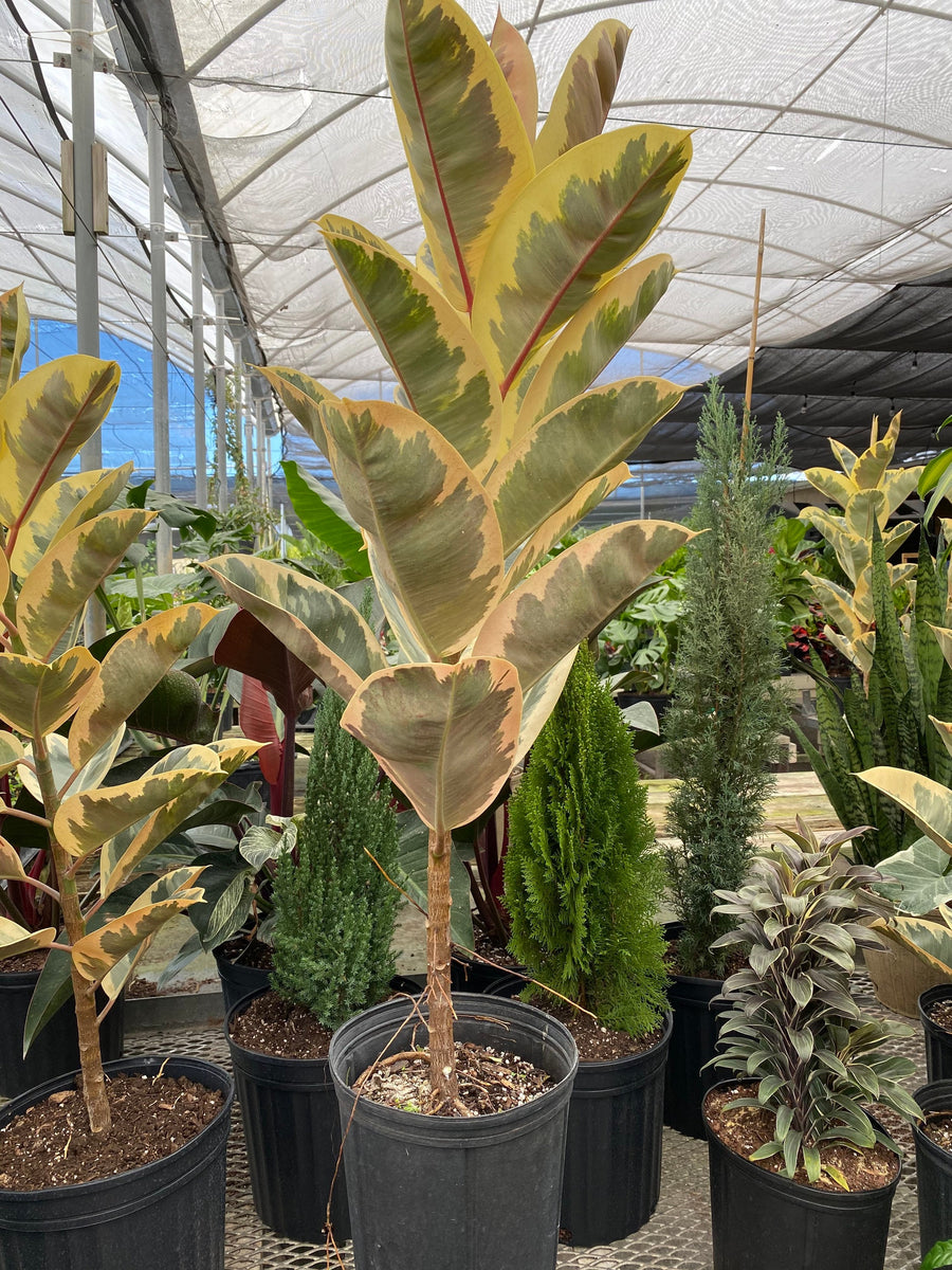 Ficus Tineke Tree Form Single, Variegated Elastica Rubber Tree Decora
