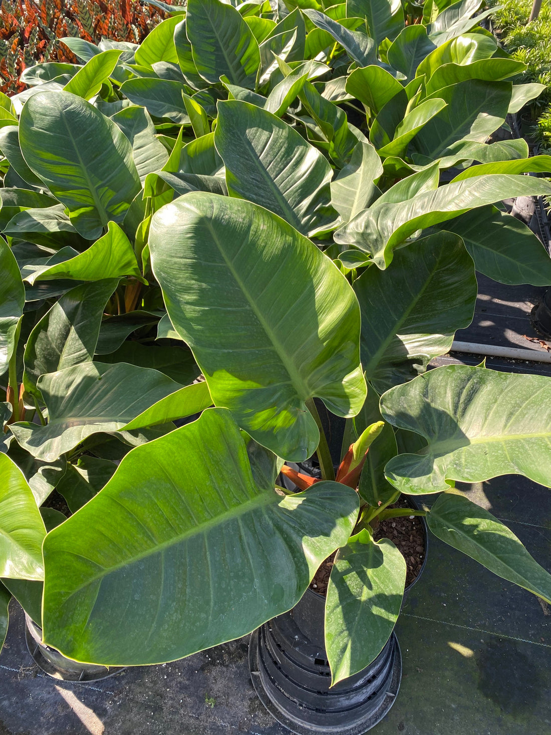 outside view of Philodendron Imperial Green