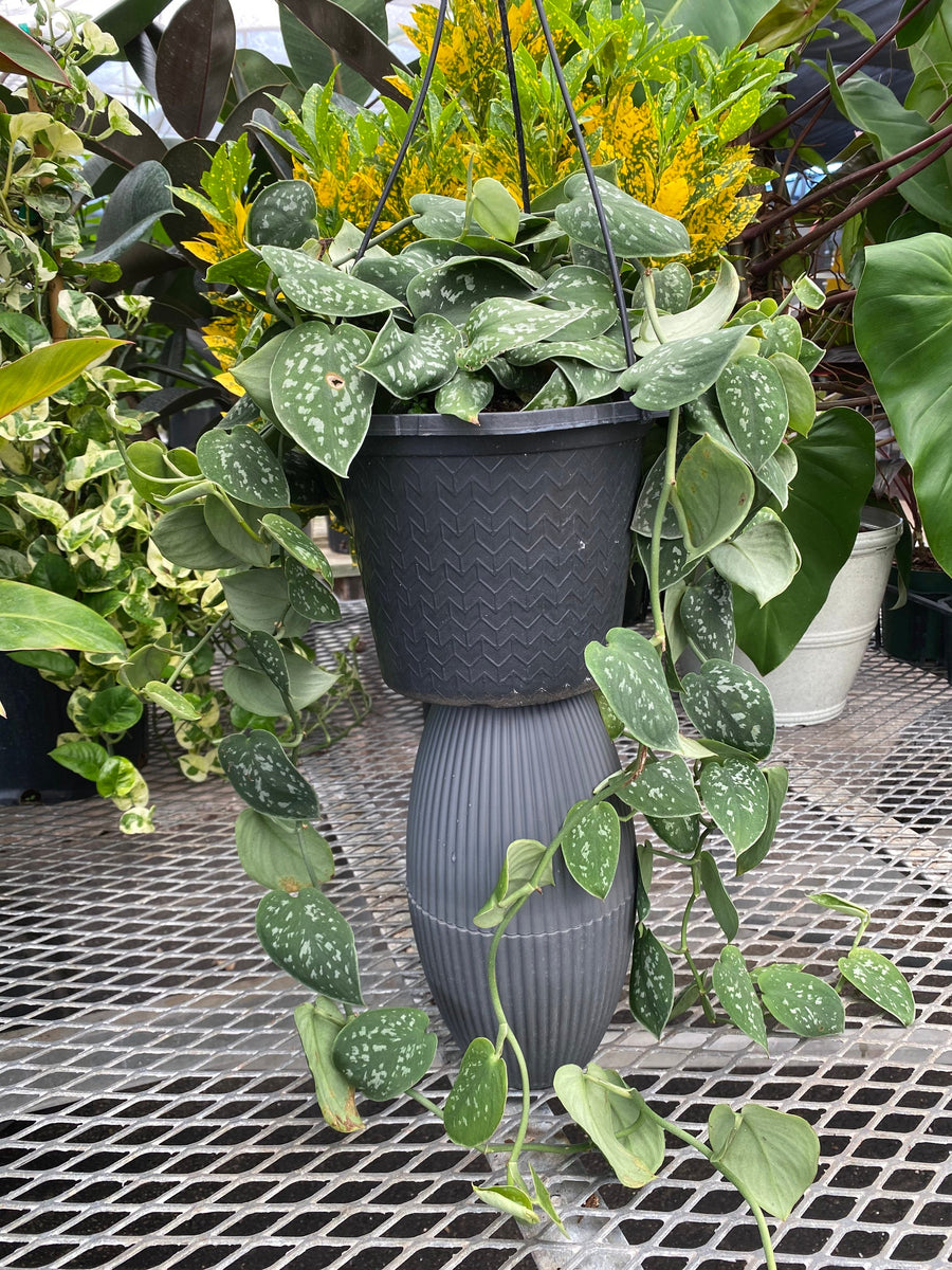 Pothos Silvery Ann, Variegated Green Silver