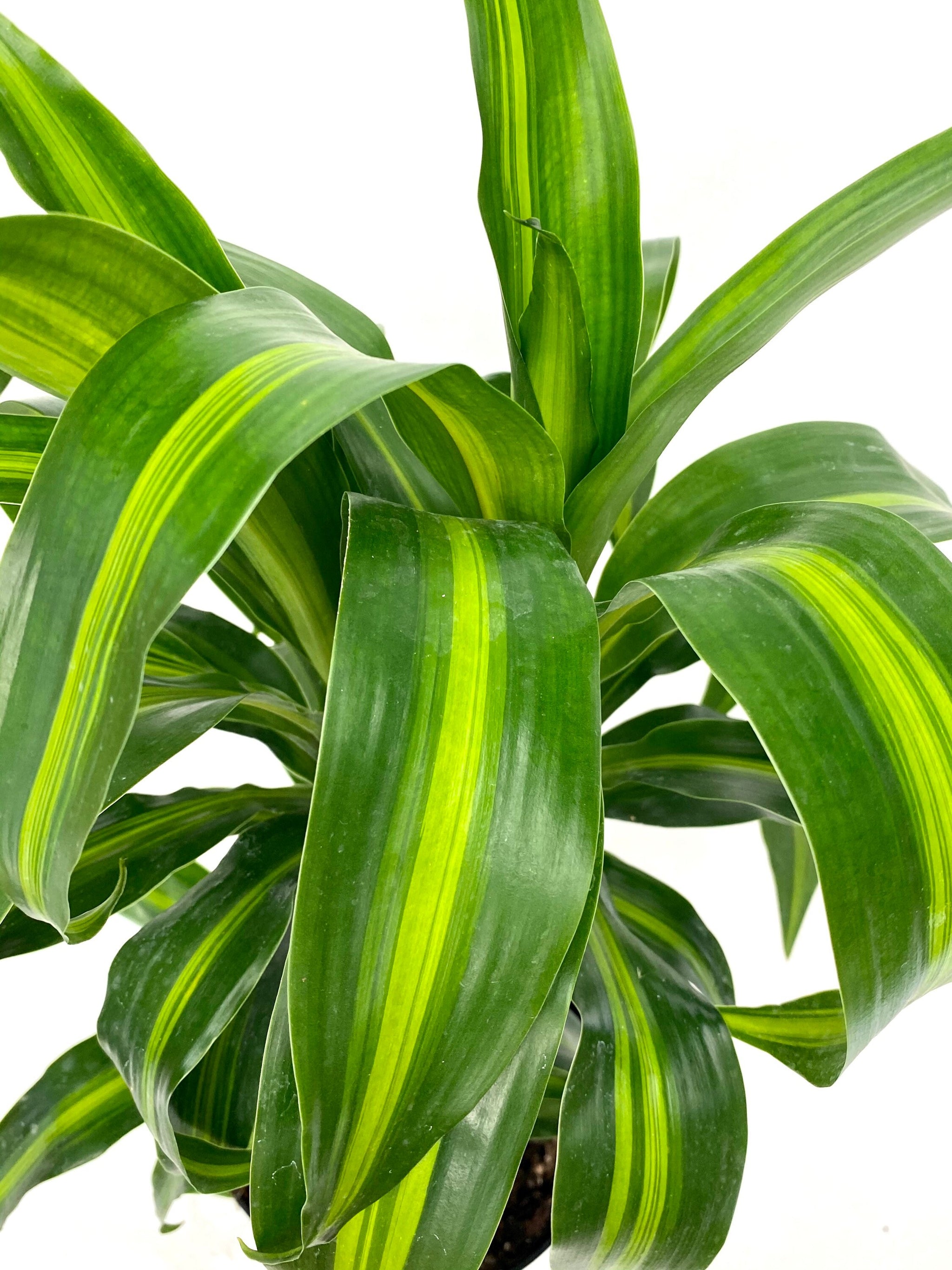 Dracaena Hawaiian Sunshine, Live Plant Indoor Air Purifier Eureka Farms