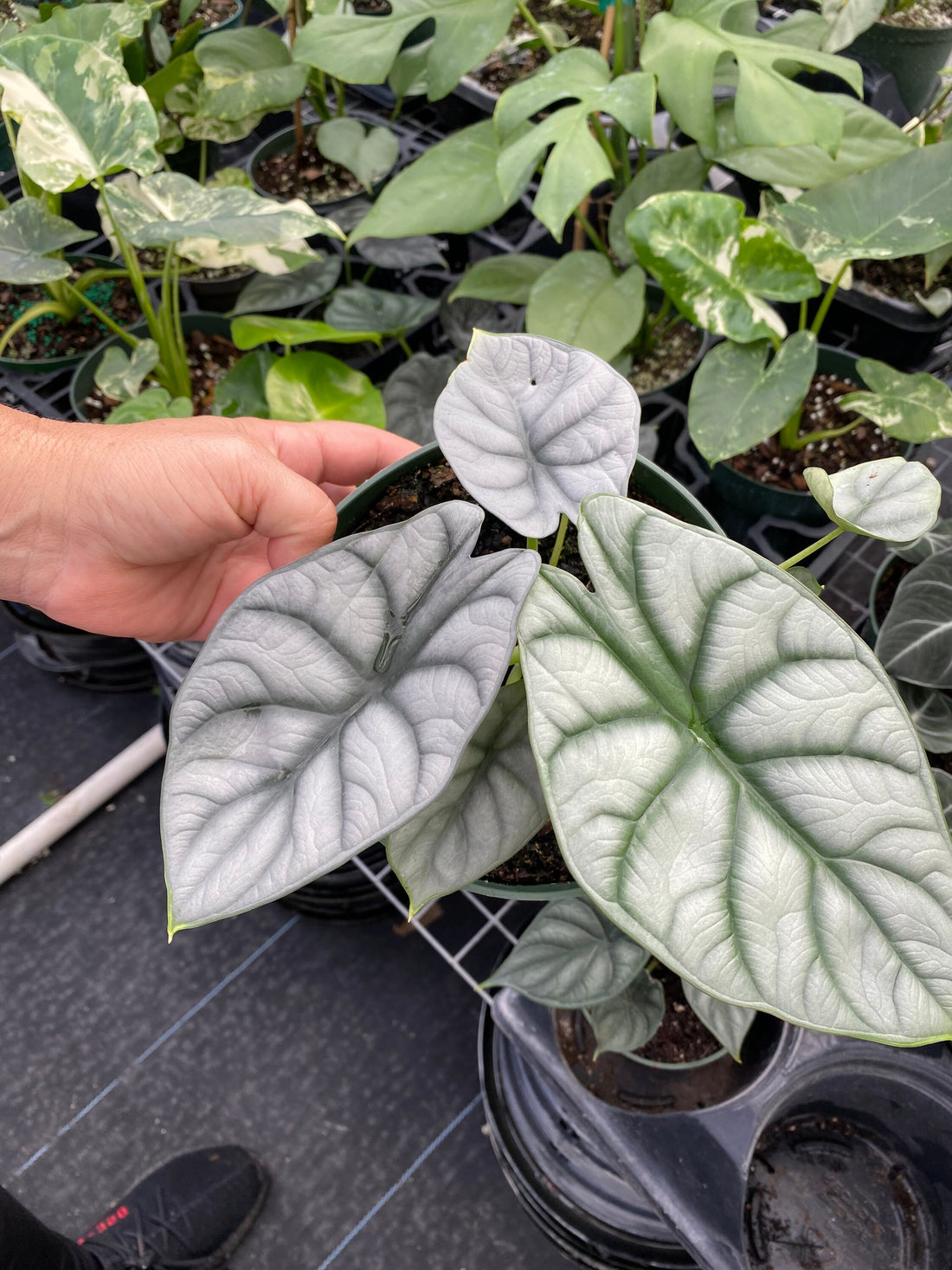 Alocasia Baginda Silver Dragon, Live Indoor Plant.