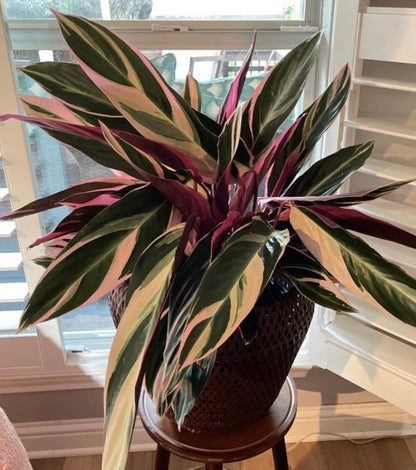 tricolour indoor plant Stromanthe Tricolor, Purple Prayer Plant