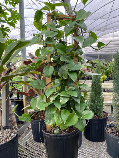 money plant climber Explore Our Jade Pothos in Trellis