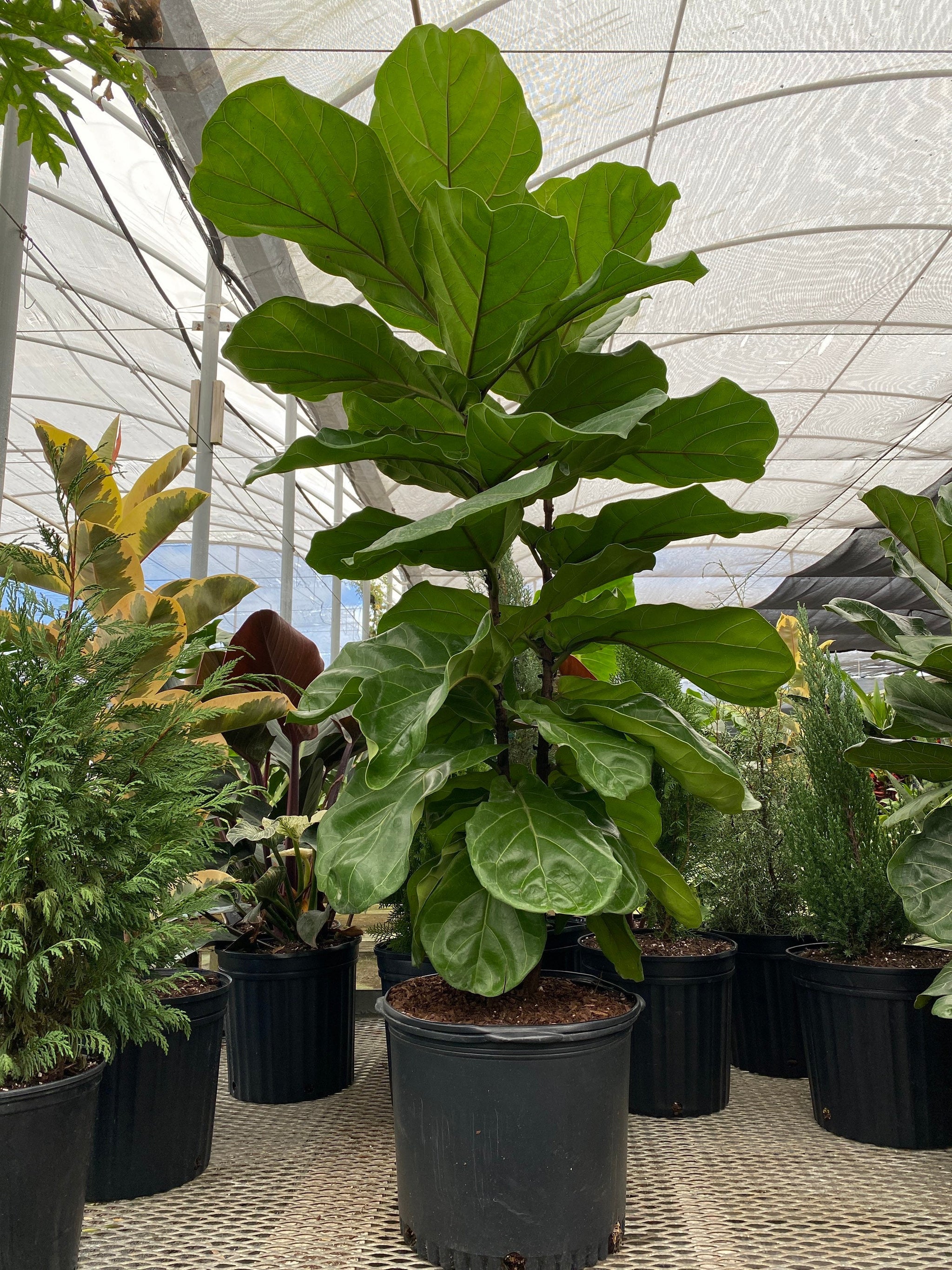 Ficus Lyrata Bush, Fiddle Leaf Fig Tree – Eureka Farms