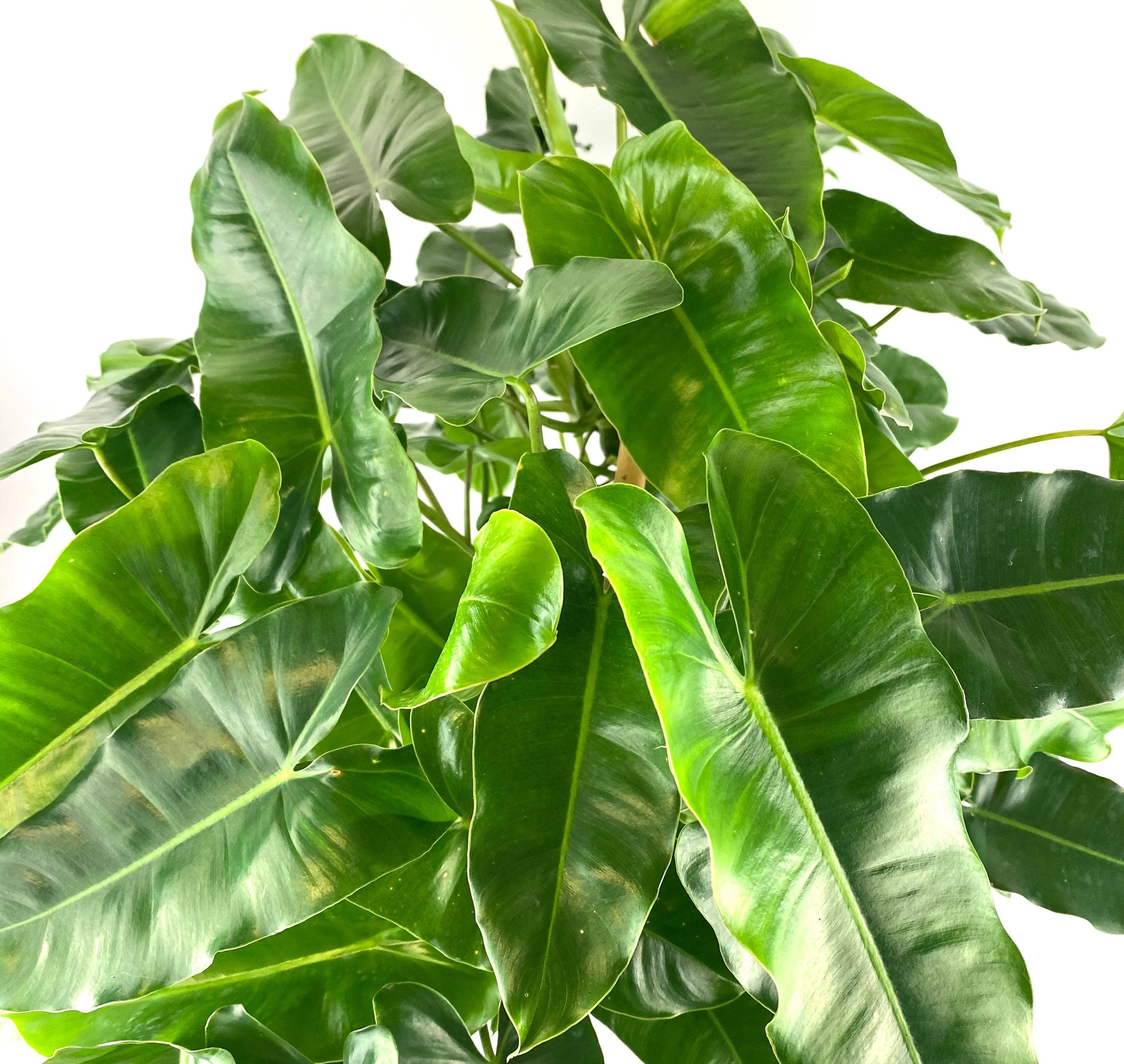 Philodendron Burle Marx, 10” pot Om trellis. Best high quality viewed against a wall. Has flat back 36” trellis