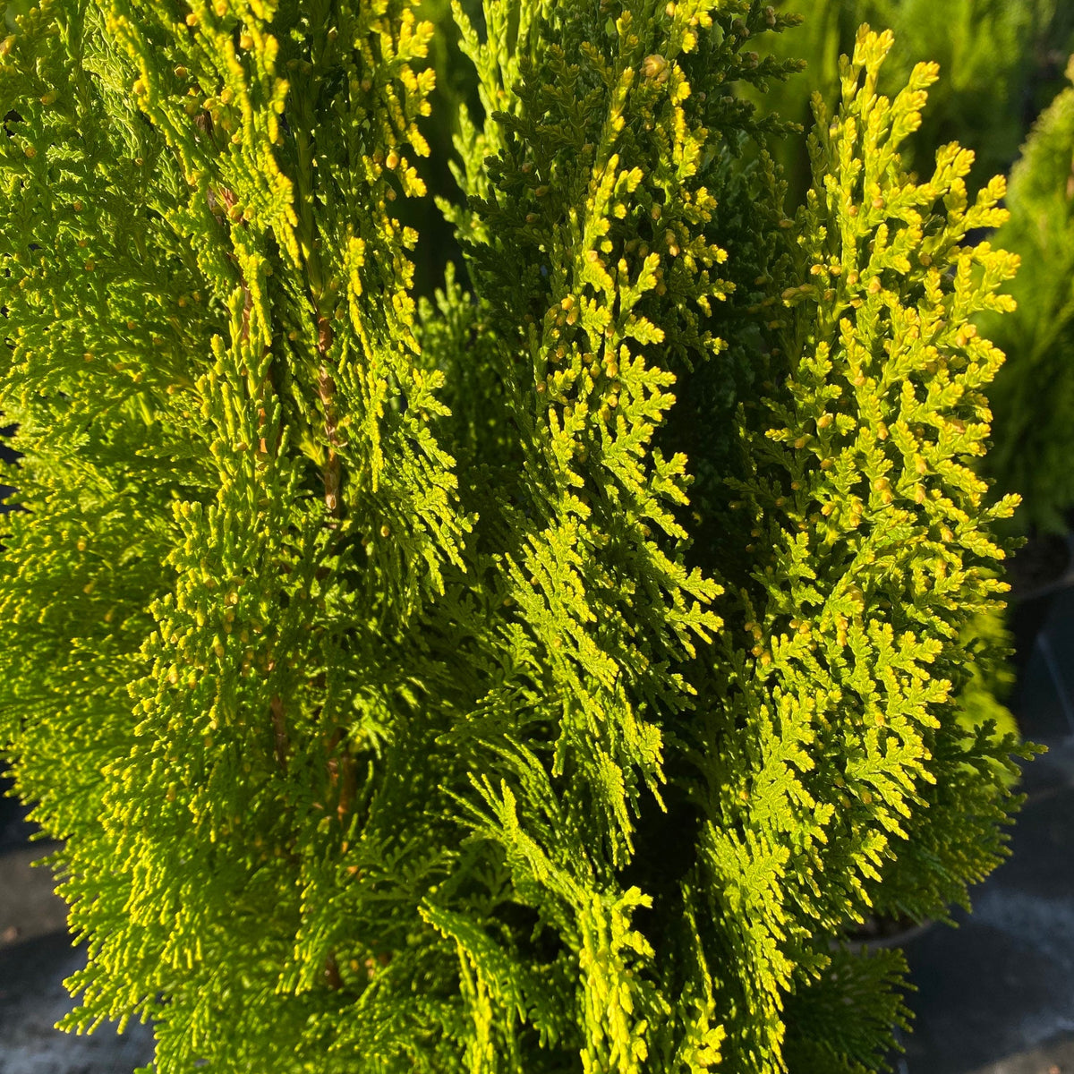 Explore Yellow Ribbon Arborvitae | Eureka Farms