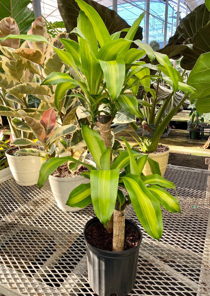 fancy dracaena mass cane Dracaena Mass Cane Corn Plant Massangeana, 2 Stem Staggered