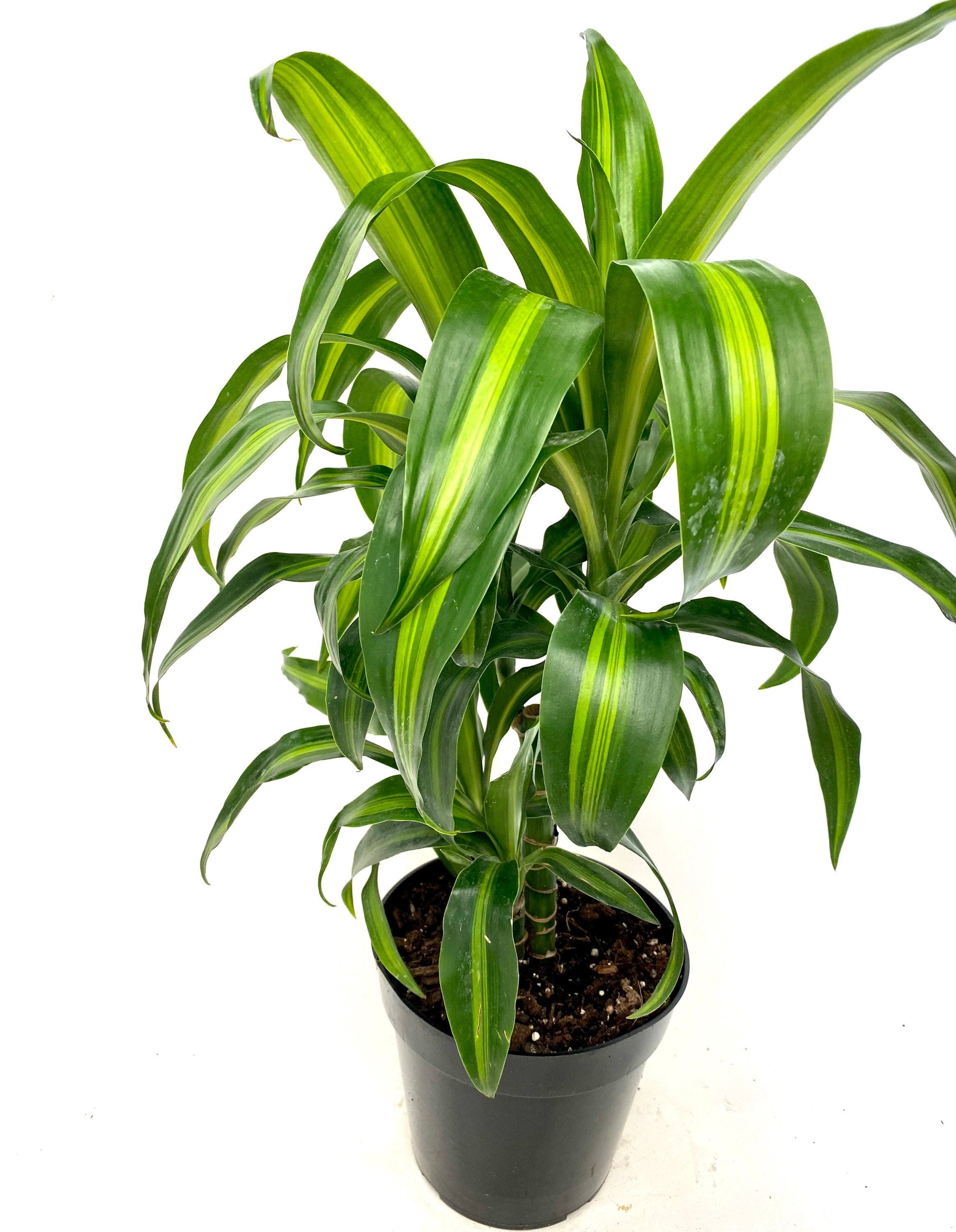 Dracaena Hawaiian Sunshine
