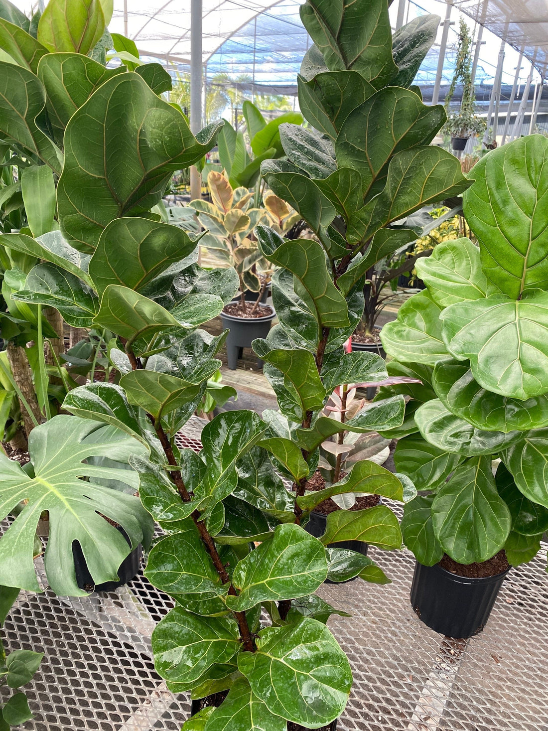 Ficus Multi Ficus Bambino Tree Form Multi, Fiddle Leaf Fig Tree – Eureka Farms