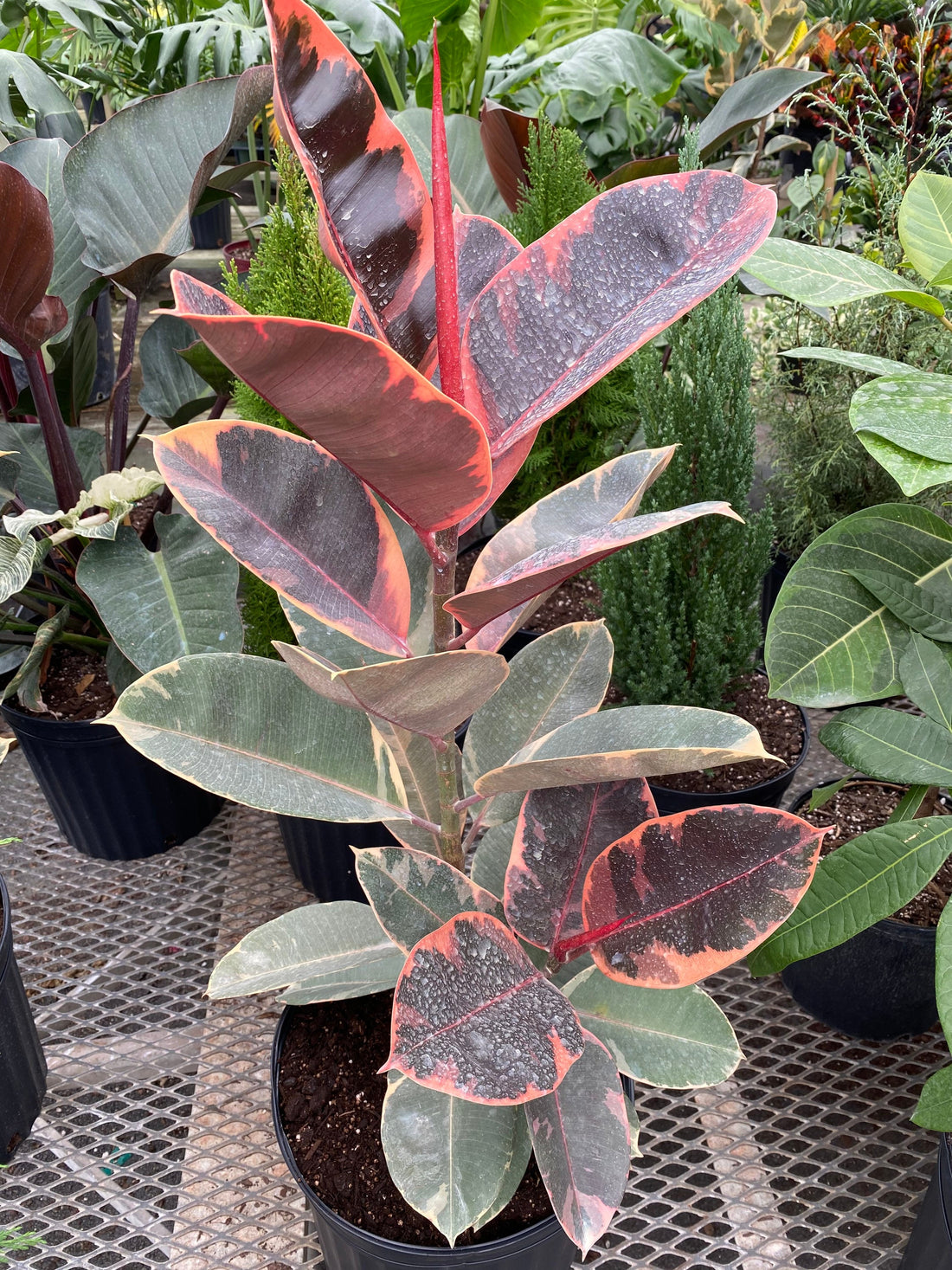 Ficus Ruby Tree Form 2-Stem, Rubber Tree Live Plant Indoor Air Purifier