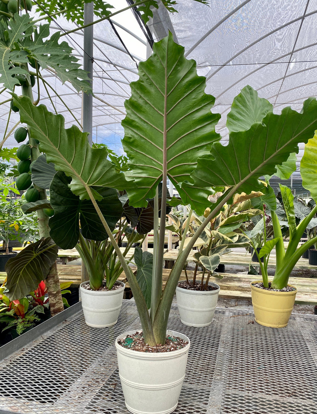 Alocasia Calidora, Elephant Ears, Live Tropical Plant in a white pot outside