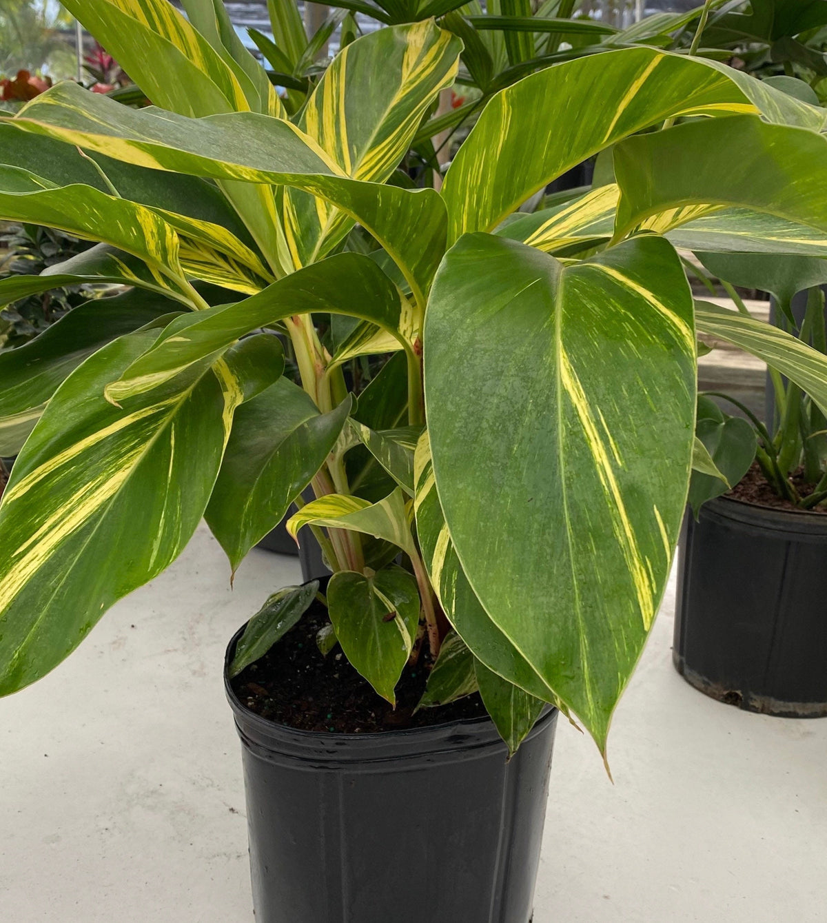 Varigated Ginger Shell Explore Our Ginger Shell Variegated | Eureka Farms