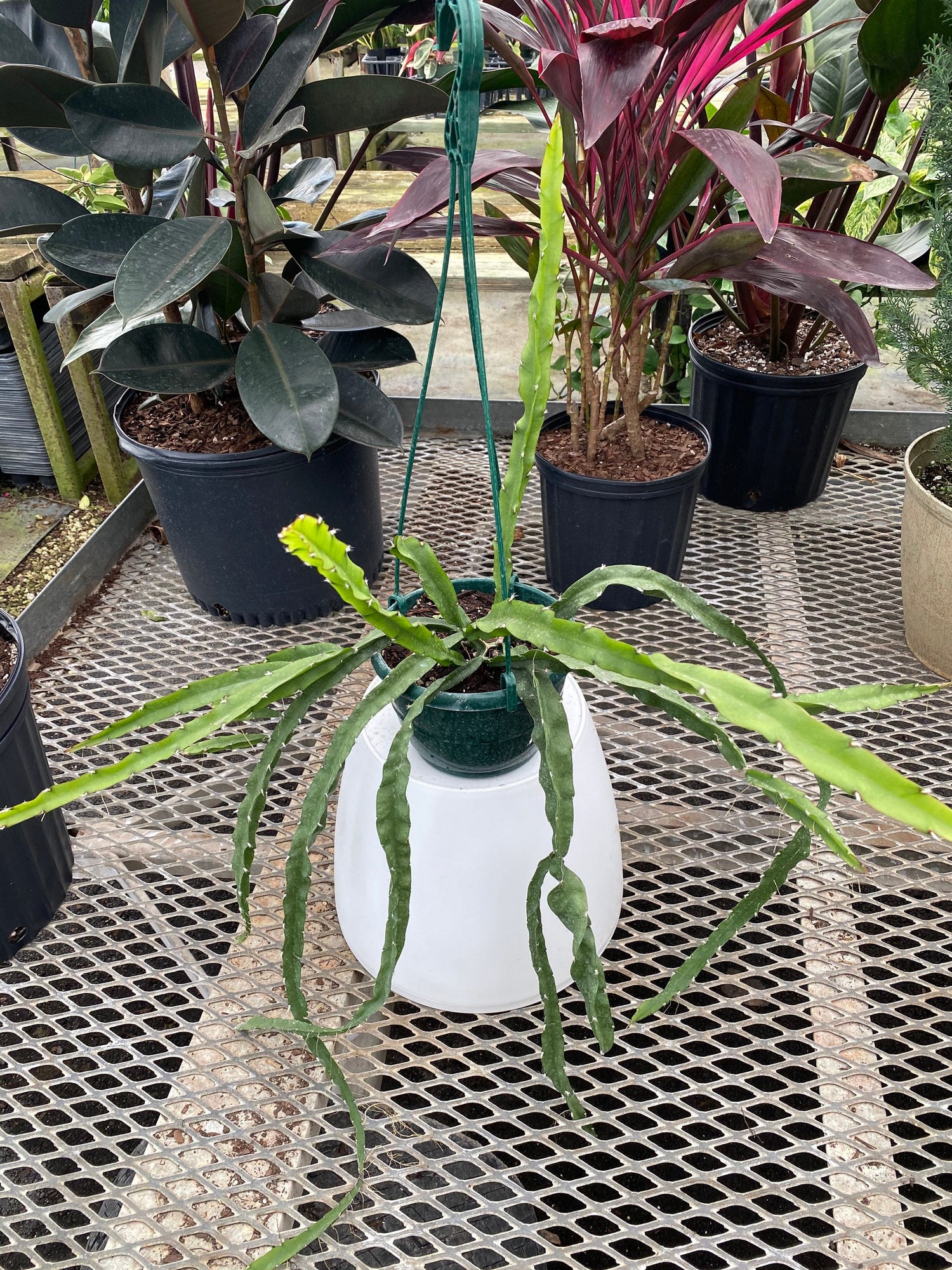 hanging cactus succulent Lepismium Cruciforme, Plant Vines in Hanging Basket, Hurricane or Jungle Cactus