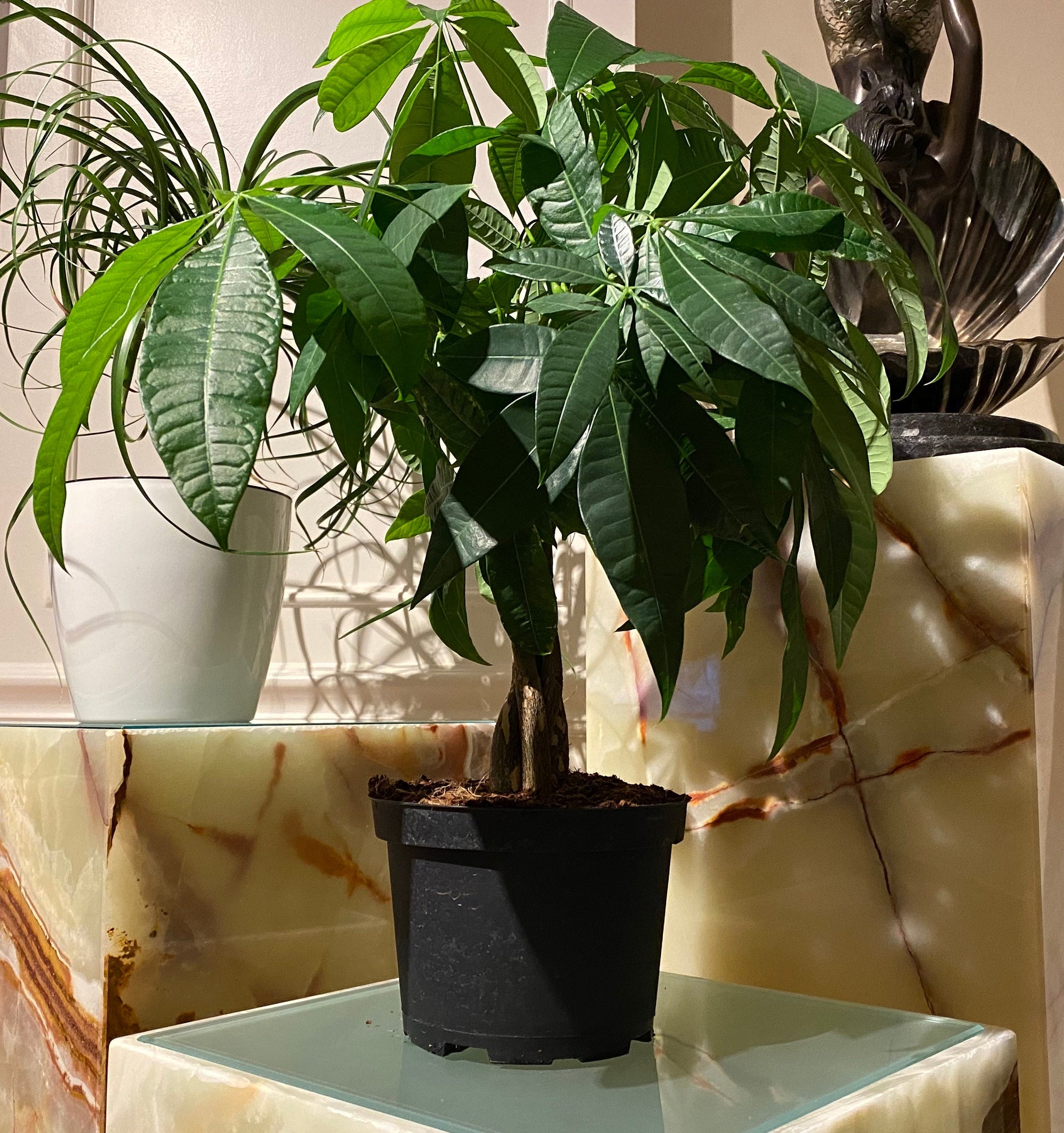 Money Tree Braided, Pachira Aquatica, Good Luck Tree |Eureka – Eureka Farms