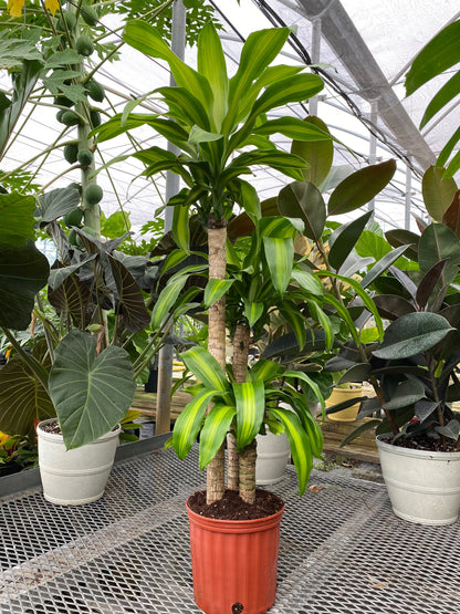 mass cane pothos combo Dracaena Mass Cane Corn Plant Massangeana, 3 Stems Staggered