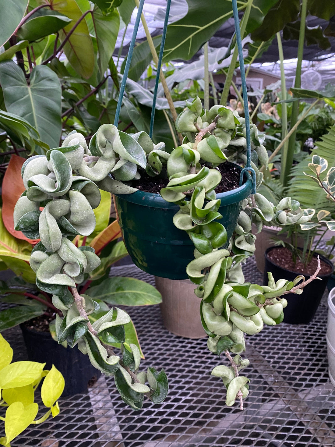 Hoya Carnosa Hindu Rope in Hanging Basket, Krinkle Kurl outside view