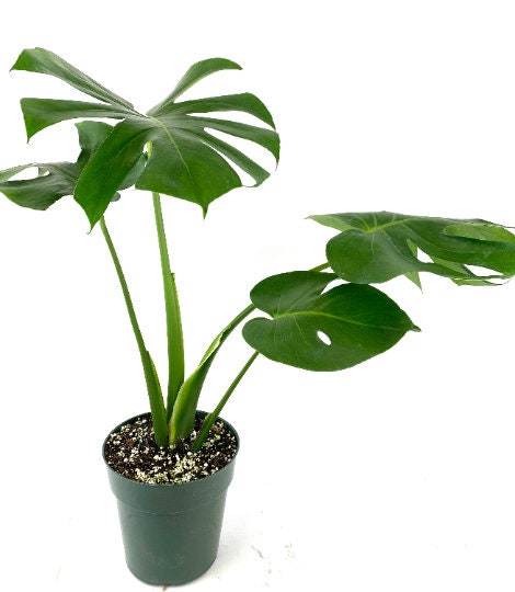 Monstera Deliciosa, Swiss Cheese
