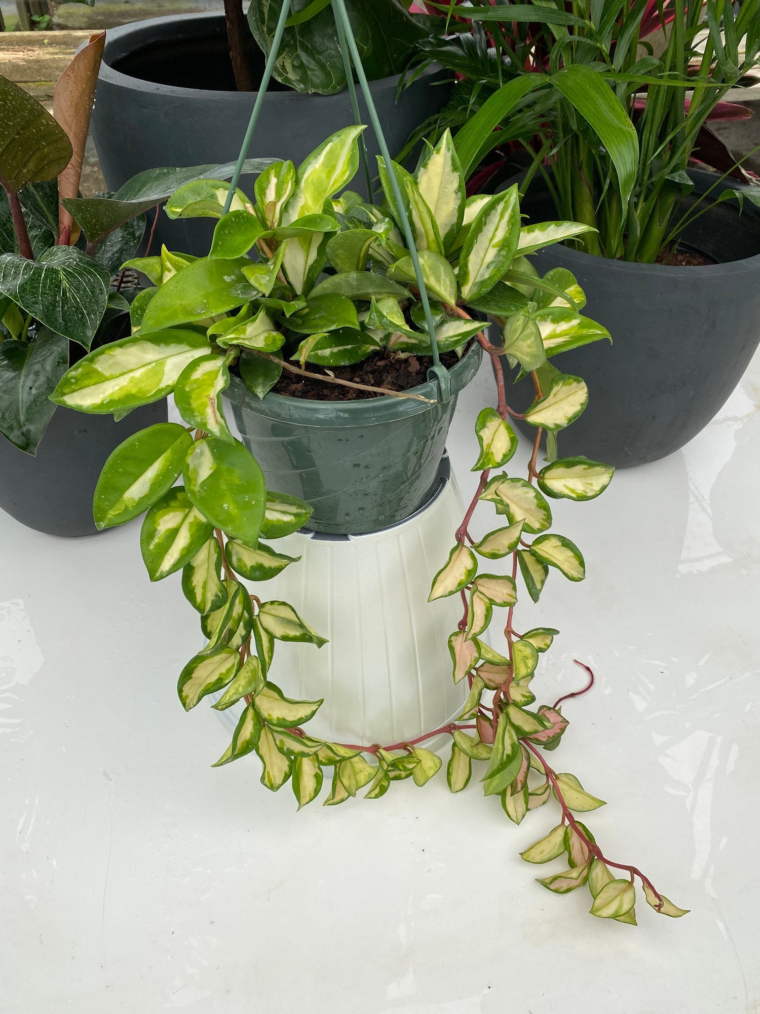 waxy leaf hanging plant Hoya Tri-color Variegata in Hanging Basket,