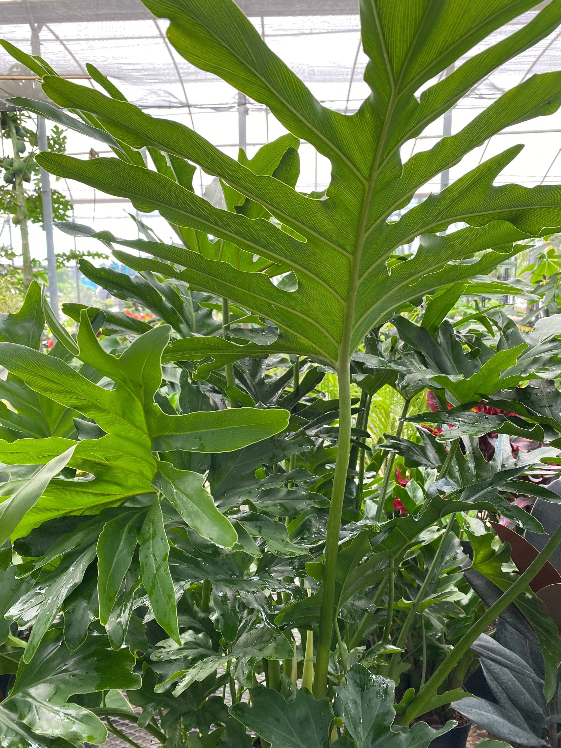 Philodendron Split Leaf Selloum, Live Plant, Indoor Air Purifier