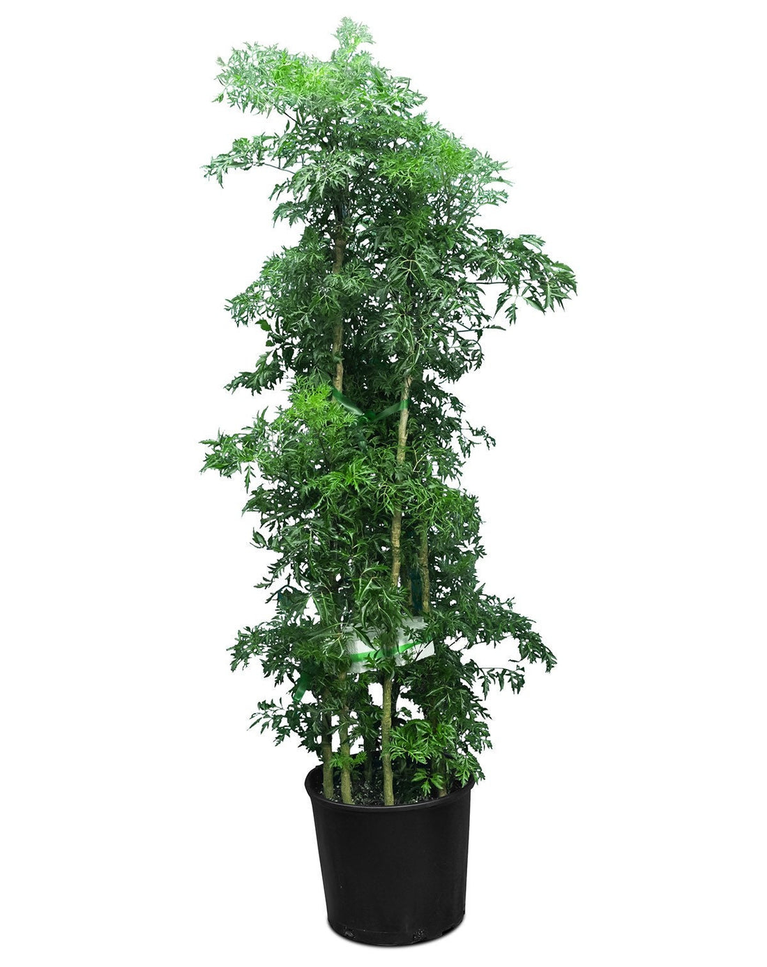 Aralia Chinese Ming Tree, Polyscias Fruticosa