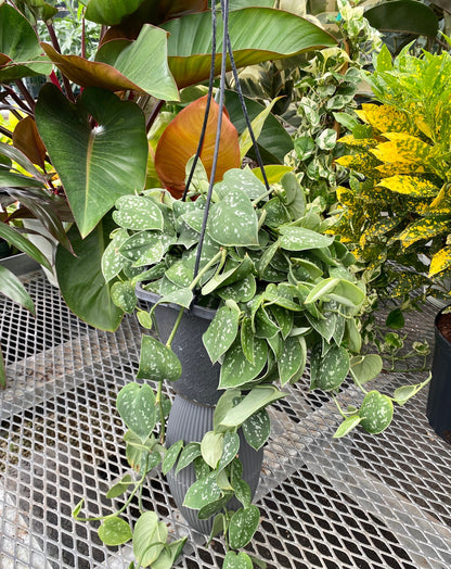 Pothos Silvery Ann, Variegated Green Silver