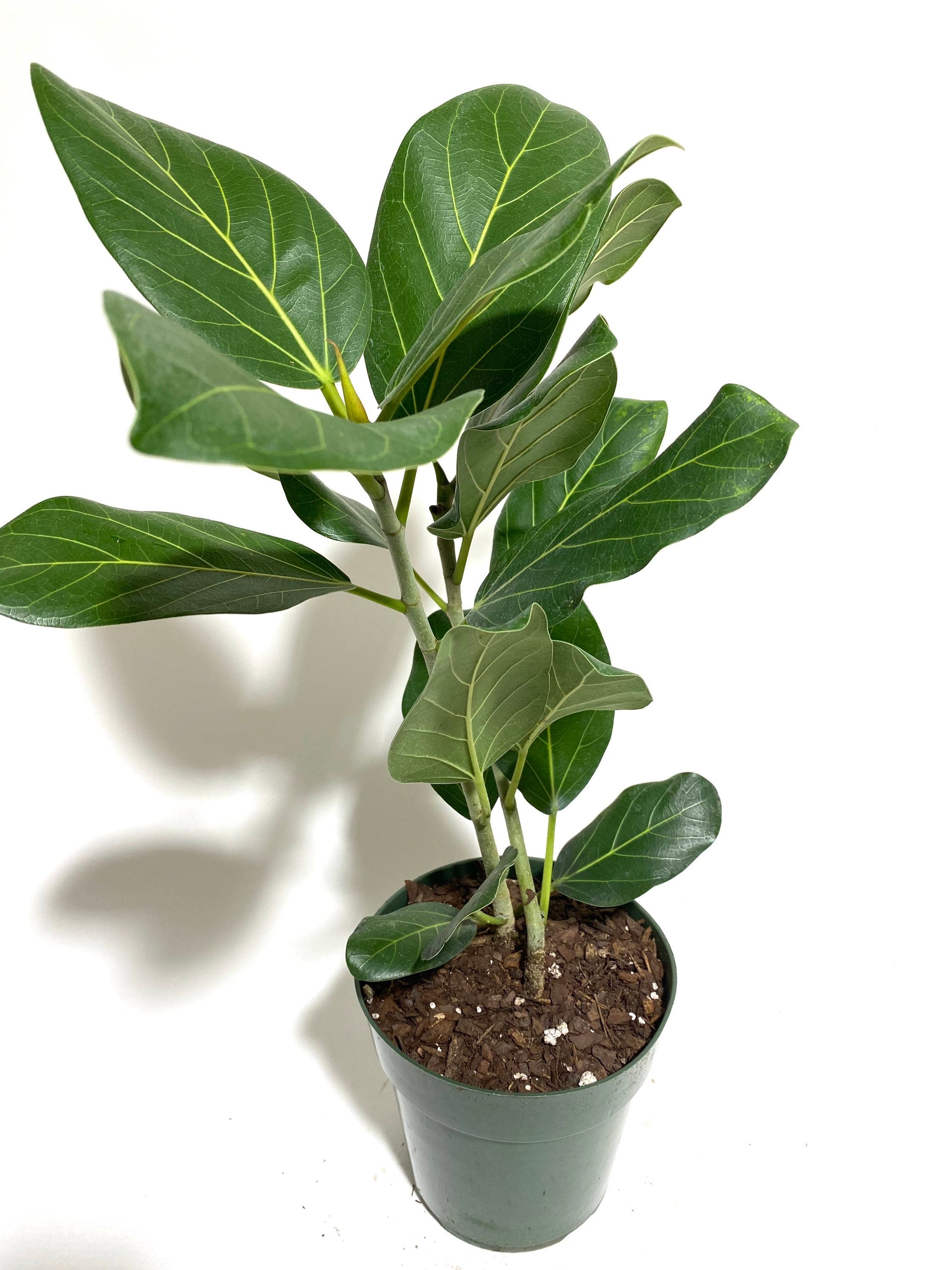 Ficus Audrey Tree Form Single, Ficus Benghalensisis Bengal Fig