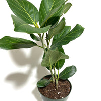 Ficus Audrey Tree Form Single, Ficus Benghalensisis Bengal Fig