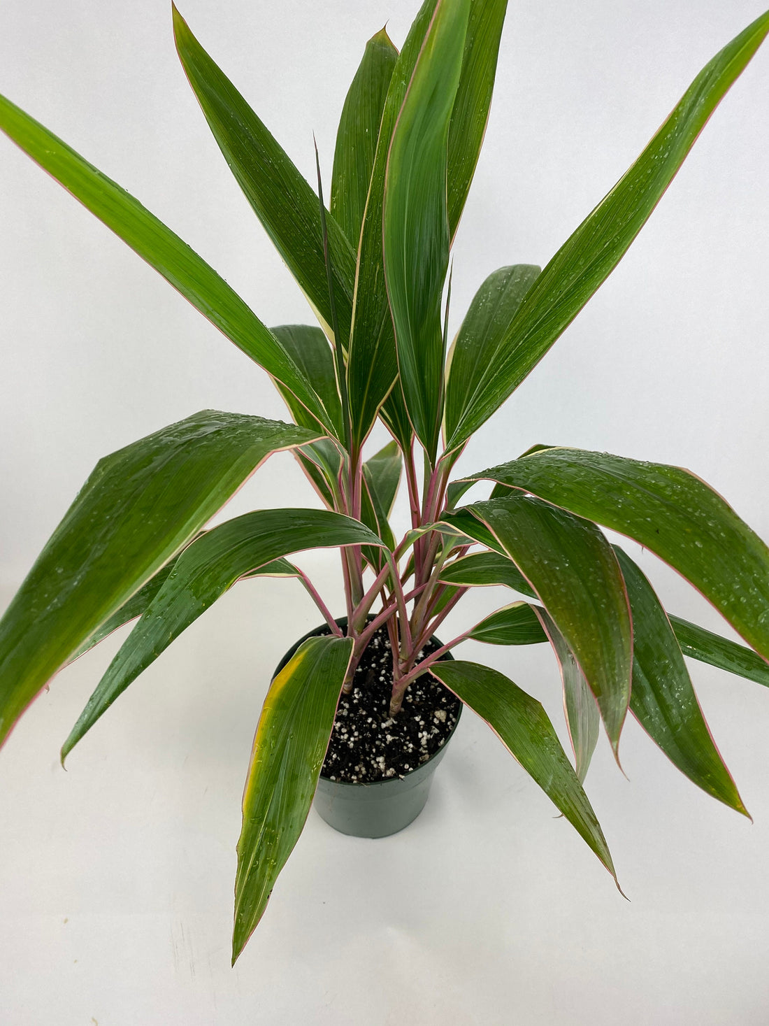 upper view of Cordyline Fruticosa Pink Diamond, Good Luck Plant