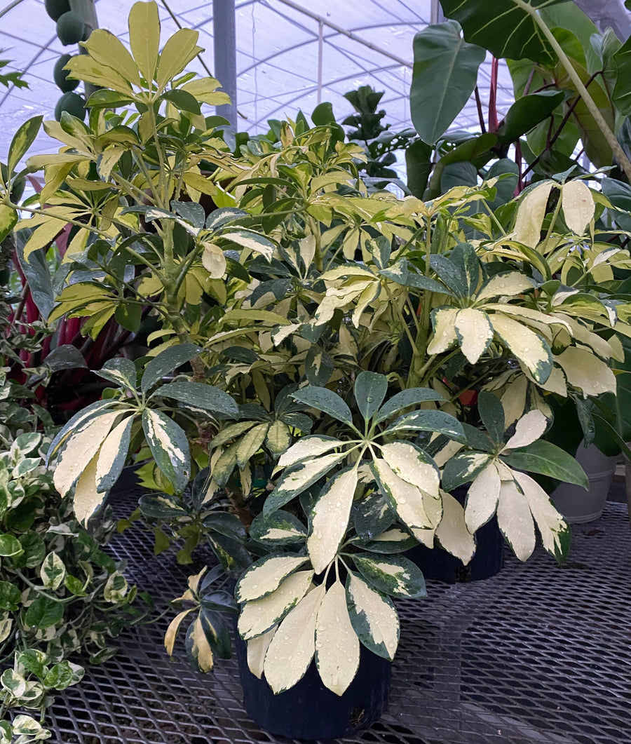 Trinette Arbaricola, Umbrella Tree Live Plant